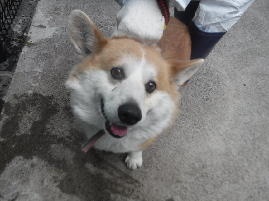 제주 동물보호센터_450650202301098